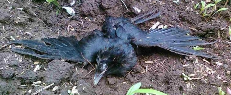 Bird Flu Scare: Scores Of Crows, Eagles Found Dead In Uri