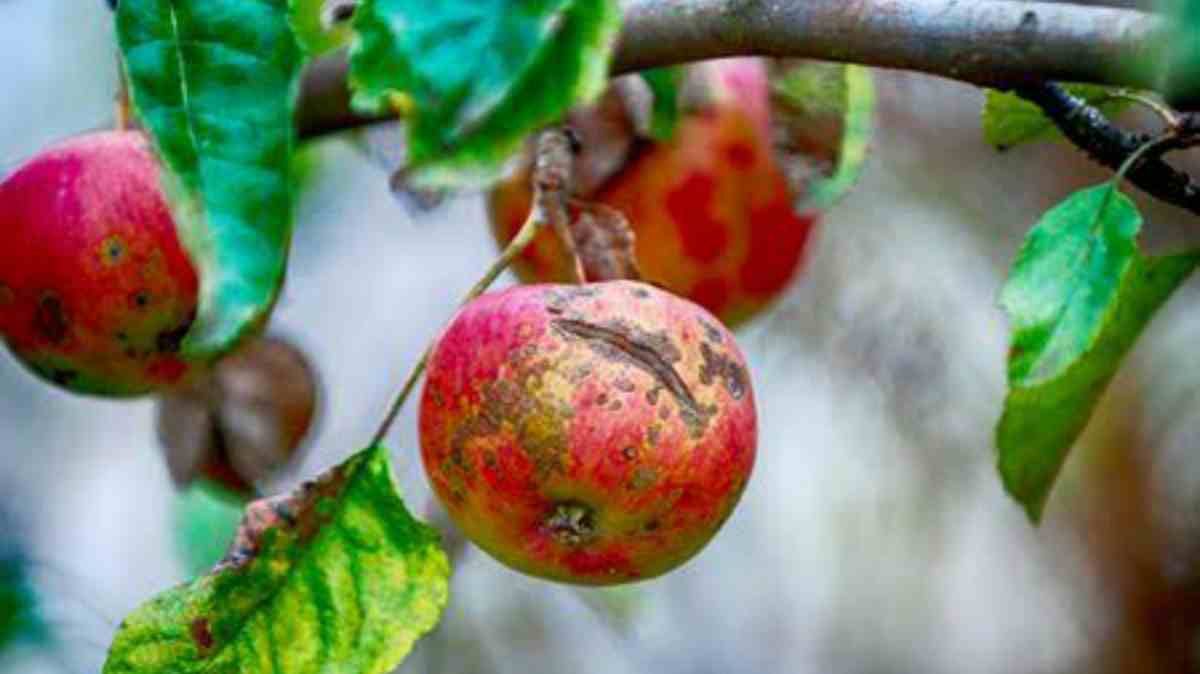 Advisory for Apple growers in Kashmir